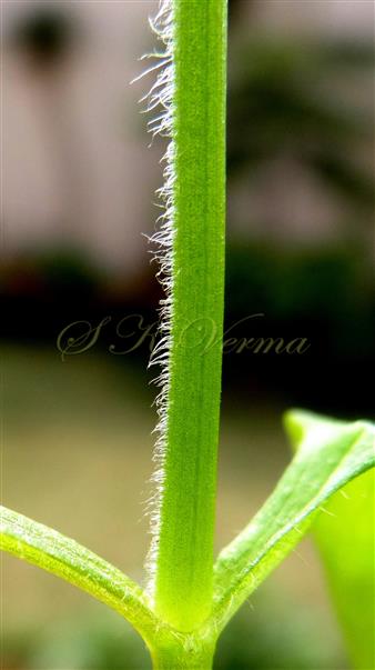  Stem with one band of hairs